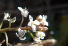 P1390447　春を見つけた