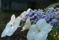 P1160430　あじさい