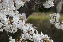 P1023532　さくら