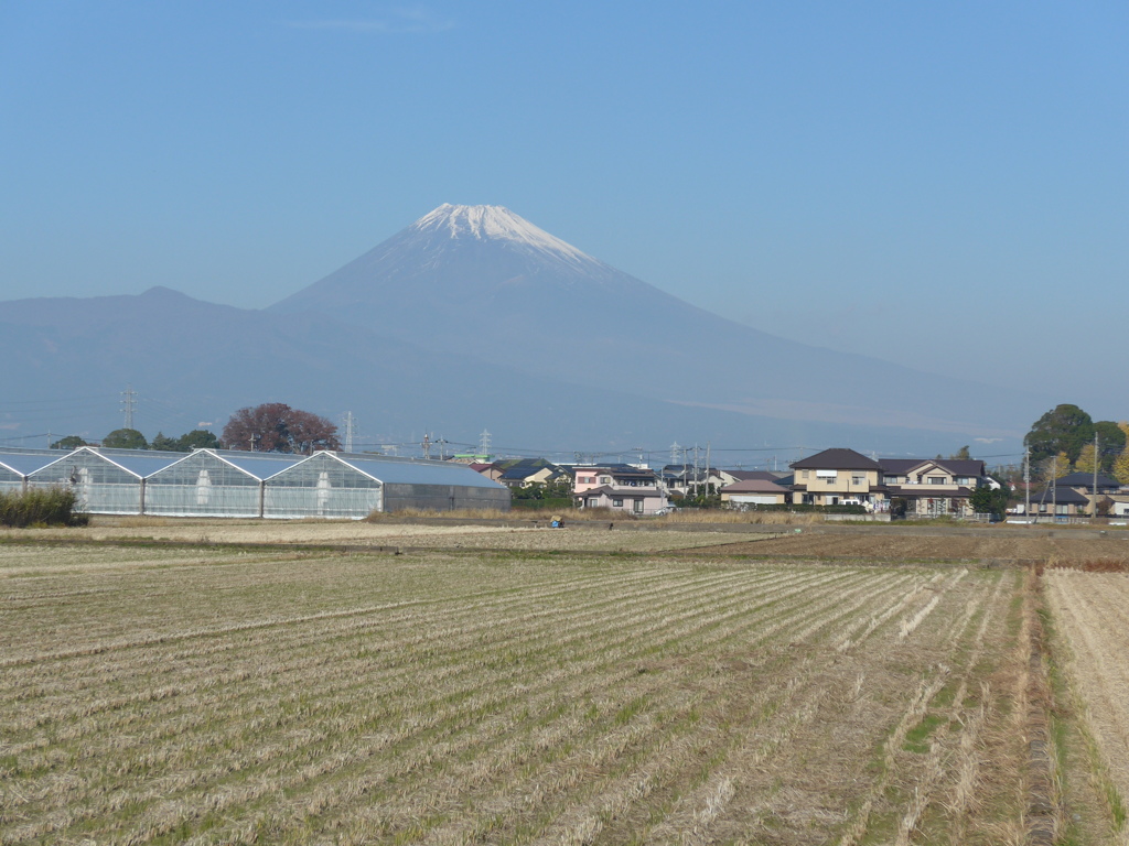 P1120842　11月28日 今日の富士山と田圃