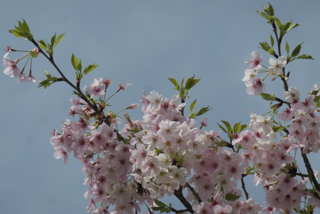 P1057946　大島桜です