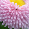 P1350290　ヒナギク