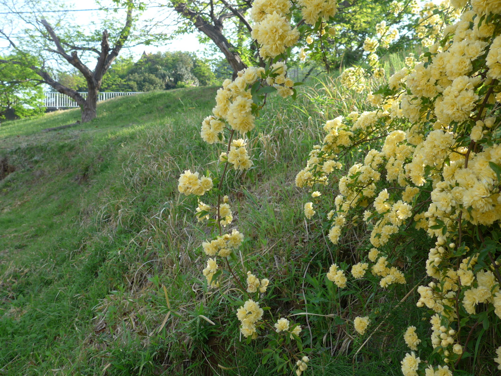P1080794　モッコウバラと…
