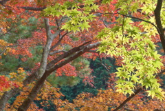 P1190277　修善寺虹の郷にて　～秋色～