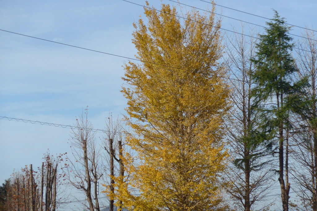 P1190392　冬の木立