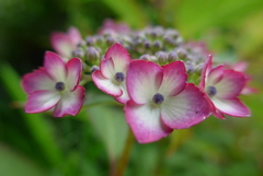 P1090521　かわいい…♪