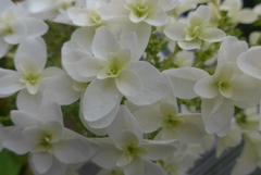 P1090752　カシワバアジサイ