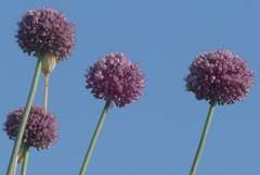 P1270640　青い空が気持ちいい
