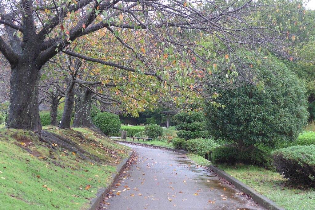 P1340233　雨上がりの公園