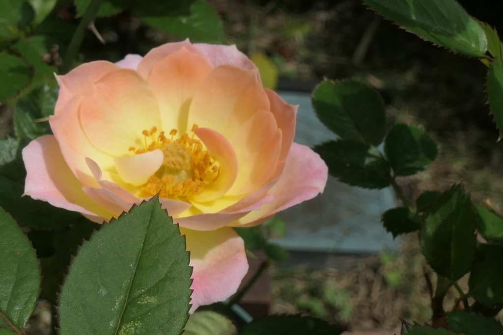 P1046556　ミニバラ