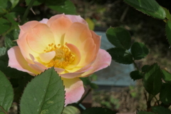 P1046556　ミニバラ