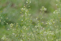 P1035291　春の野の花