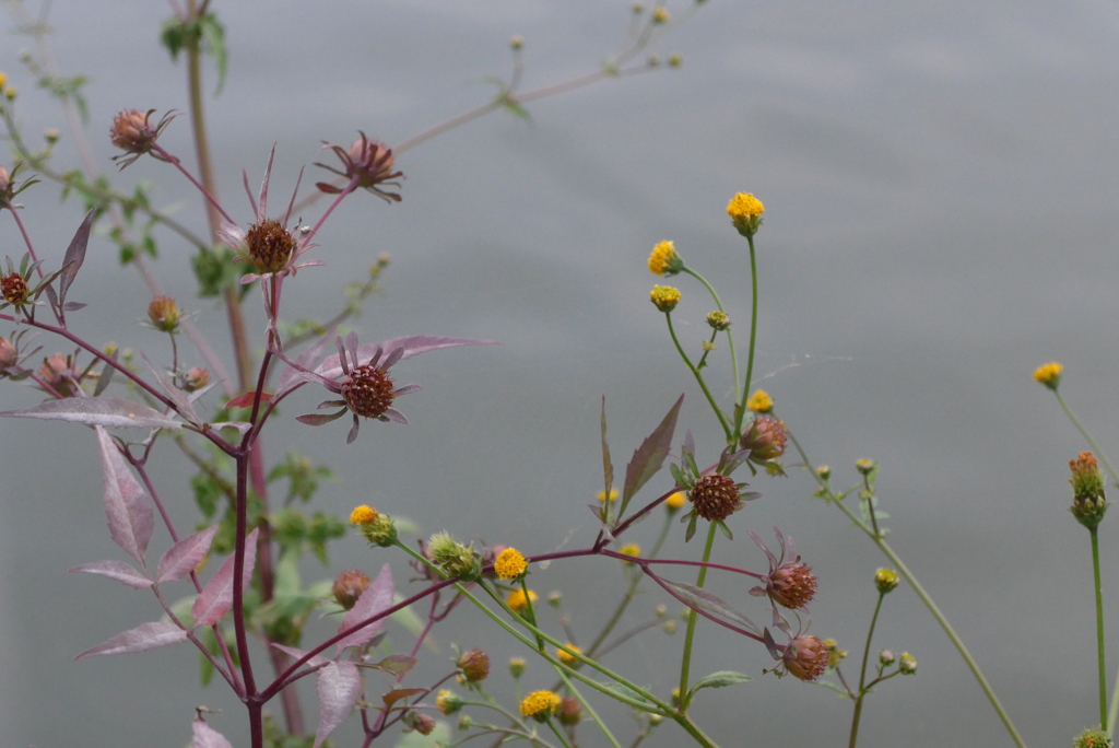 P1310598　池之端で