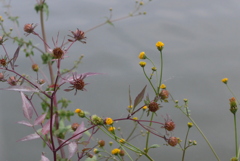 P1310598　池之端で