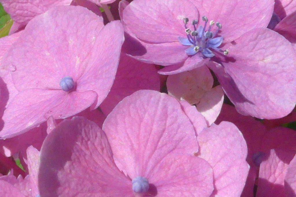 P1230783　あじさいの花