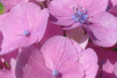 P1230783　あじさいの花