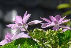 P1270569　光の中で