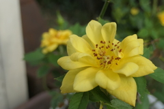 P1080638　ミニバラ
