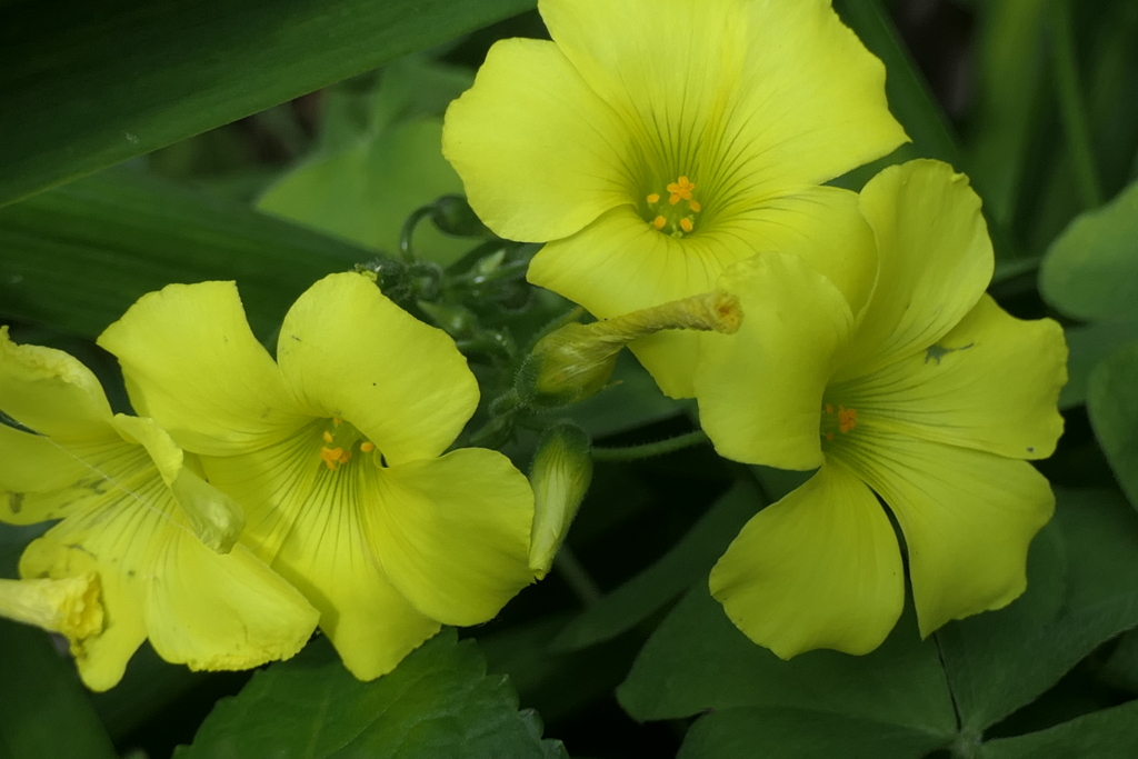 P1035550　喜び（花言葉）