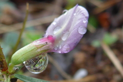 P1070551　雨上がりに…