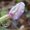P1070551　雨上がりに…