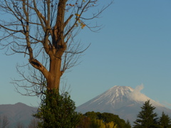 １１月１６日　朝の富士山