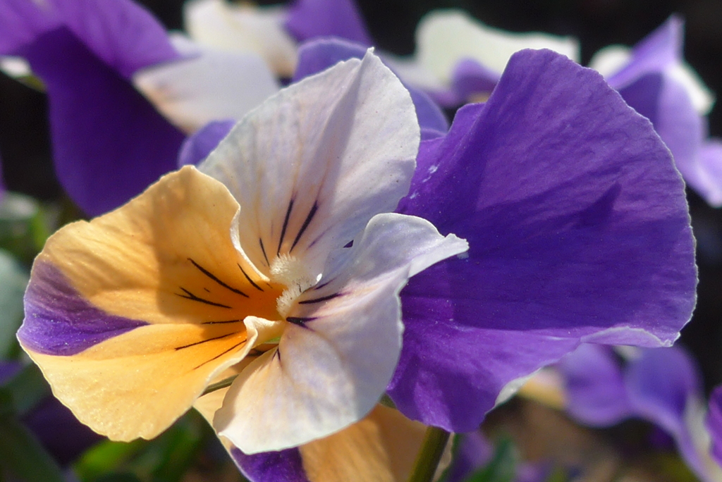 P1210557　ビオラ