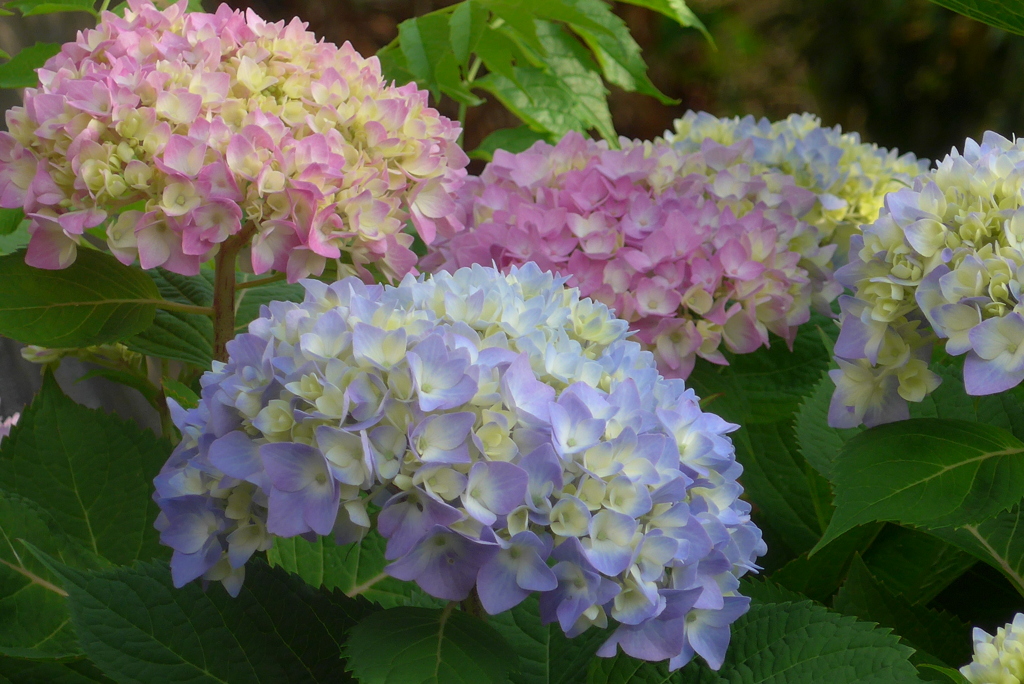 P1220910　カラフル！