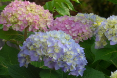 P1220910　カラフル！