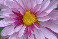 P1370097　菊