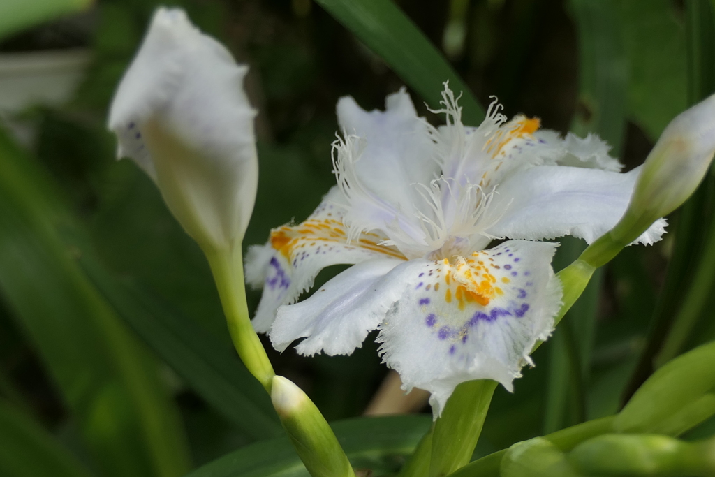 P1035529　シャガ