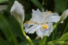 P1035529　シャガ