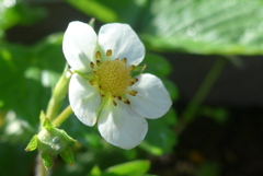 P1380003　いちごの花