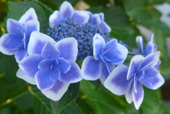 P1360097　おしゃれな紫陽花