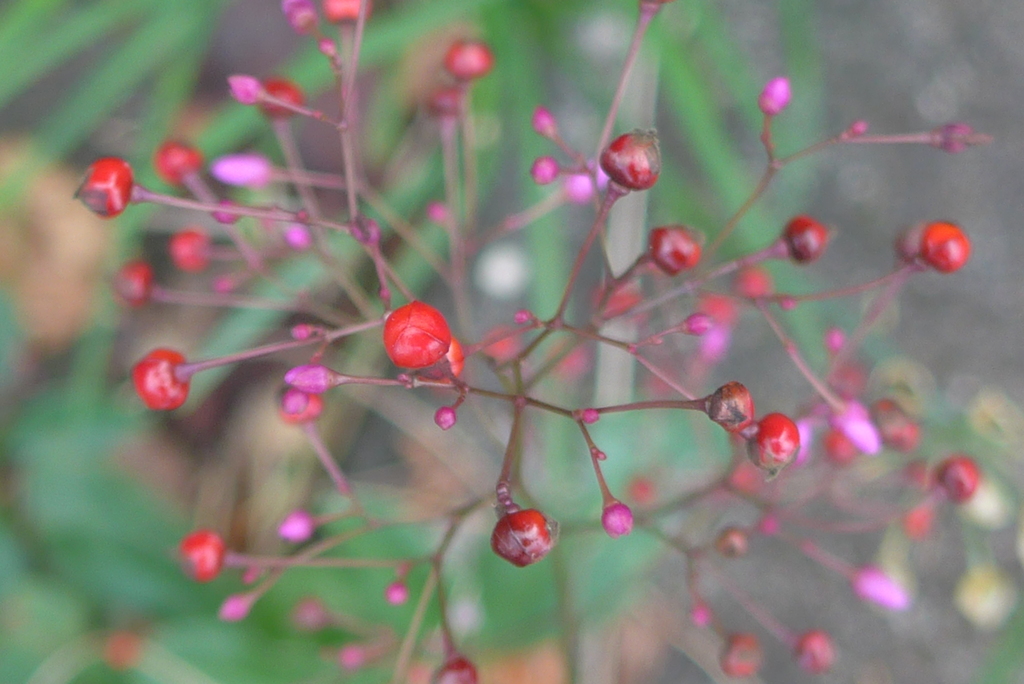 P1390238　野の花
