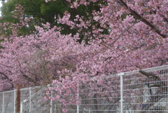 P1320116　河津桜