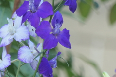 P1068462　初夏の花