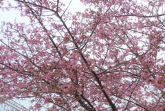 P1320121 (2)　河津桜