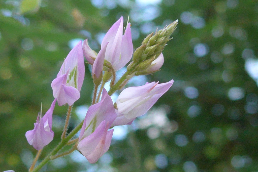 P1310023　ウンナンハギ