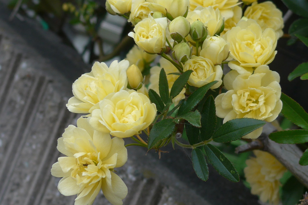 P1210772　初恋（花言葉）