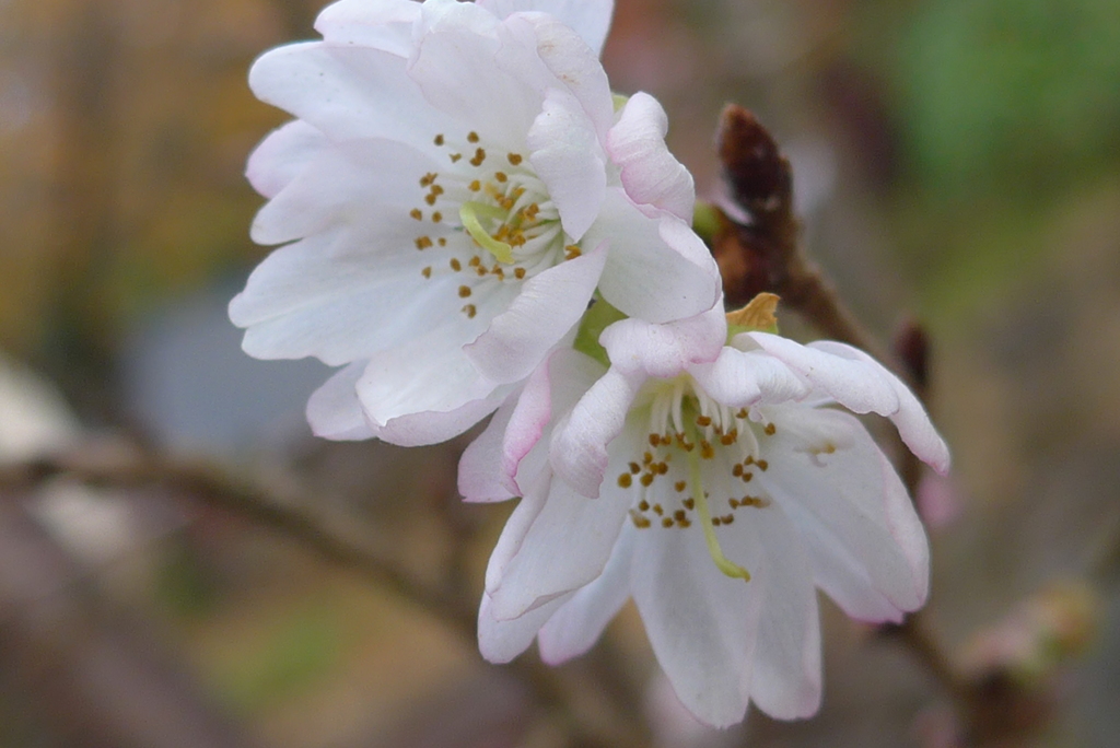 十月桜