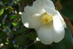 P1390330　木漏れ日の中で