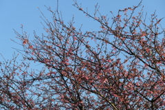 P1034930　冬の空と桜