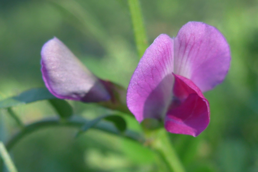 P1140179　野の花