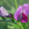 P1140179　野の花