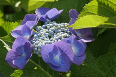 P1023840　あじさい