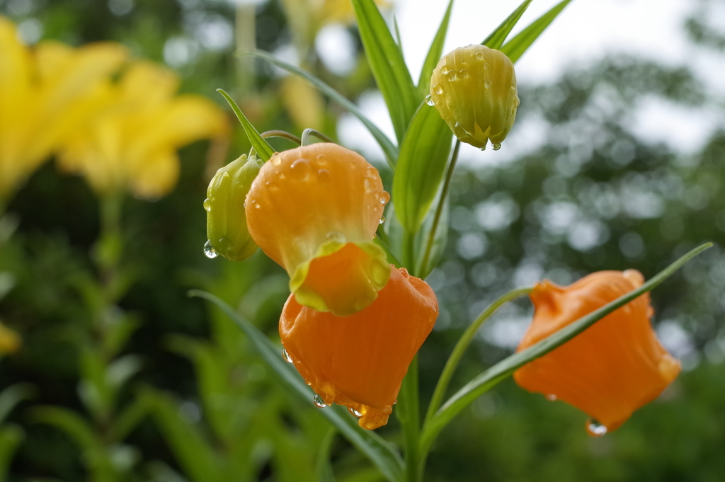 R0351156　雨上がりに