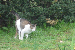 P1210272　おどかさニャいで！