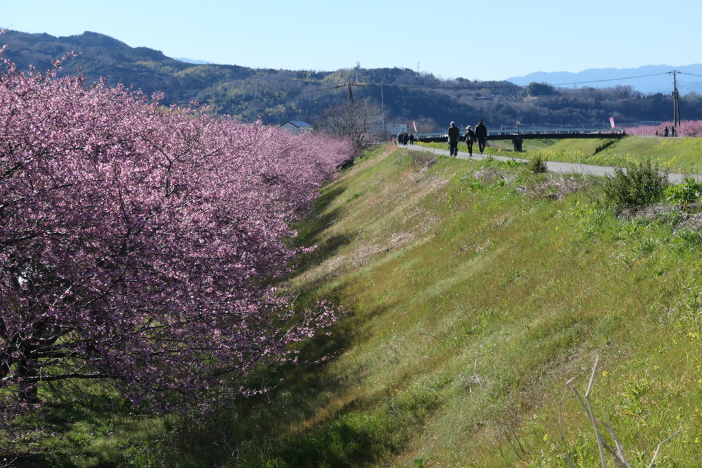 P1035188　河津桜の散歩道