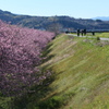 P1035188　河津桜の散歩道